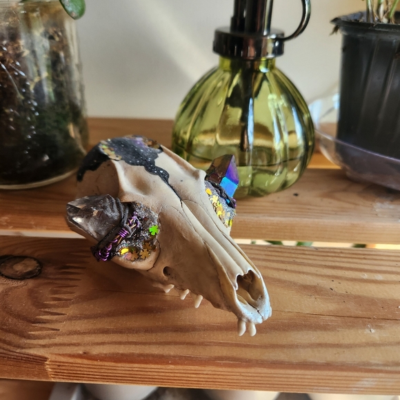 Genuine Crystal Real Fox Skull Taxidermy Art
